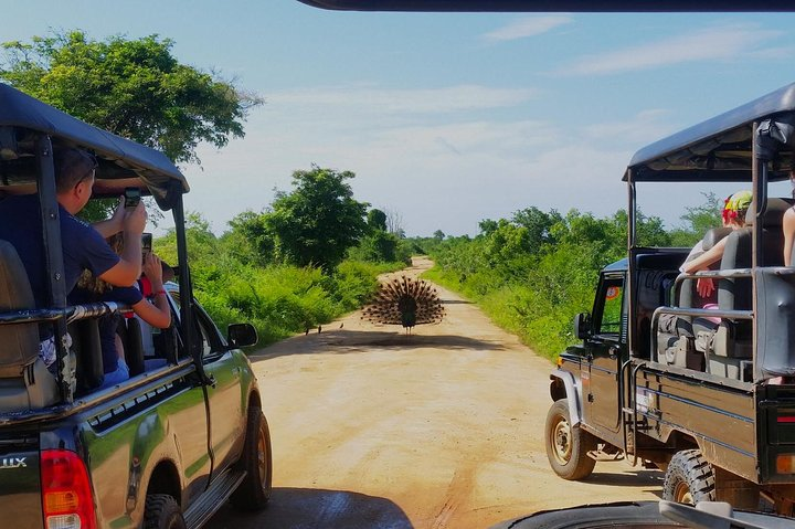 All inclusive - Udawalawe Safari & Elephant Transit Home Visit with Lunch. - Photo 1 of 6